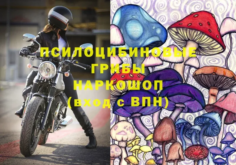 Псилоцибиновые грибы Psilocybe  Красноперекопск 